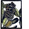 Banksia Dried Seed Pod